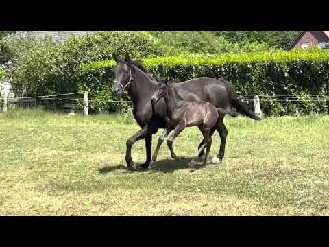 MONA LISA - sie gewinnt jeden Tag an Eleganz