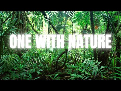 Exotic Animal Singing in a Tropical Rainforest: Incredible Jungle Sounds 8K Grounding Music 1 HOUR!!