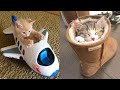 Baby Cats Cute And Funny Cat Videos Compilation 21 Aww Animals