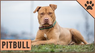 Pitbull - Dog Breed Information