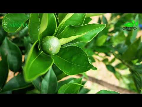 Cultivo de Cítricas - Montalbán, Carabobo - Venezuela