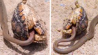 सांप गलत जानवर से उलझ गया | Craziest Animal Fights