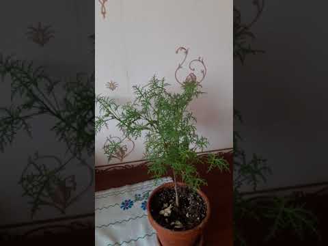 Filicifolium душистая пеларгония