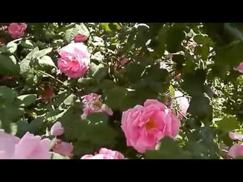 Mexicali Rose-Sons of the San Joaquin