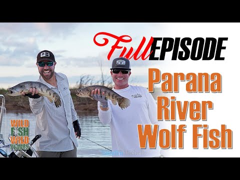 Parana River Wolf Fish and Golden Dorado