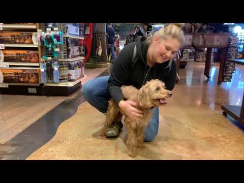 download lagu mp3 mp4 Mini Labradoodle Ohio, download lagu Mini Labradoodle Ohio gratis, unduh video klip Mini Labradoodle Ohio