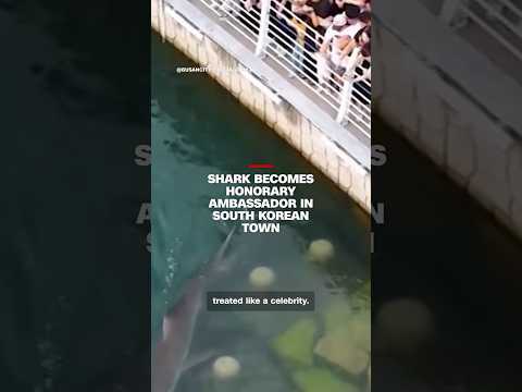 Shark becomes honorary ambassador in South Korean town
