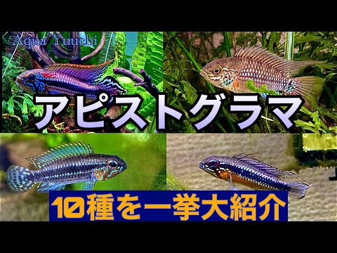 19P/ボレリー - 定義