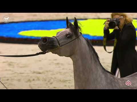 N 54 D SHIHANAH   Dubai Arabian Horse Show 2020   Fillies 3 Years Old Class 4
