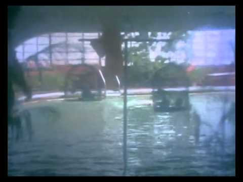 Oru Poonga Vanam - Karthik, Nirosha - Ilaiyaraja Hits - Agni Natchathiram – Romantic Song