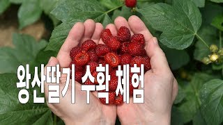 왕산딸기 수확 체험 현장