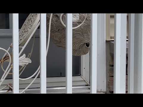Hornets Nest Under a Flower Pot in New Brunswick, NJ