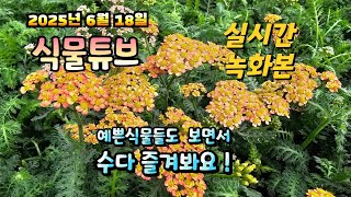 2025년 6월 18일 실시간으로  예쁜식물들 보면서  랜선으로  수다즐겨봐요. #양재꽃시장 #식물튜브 #식…