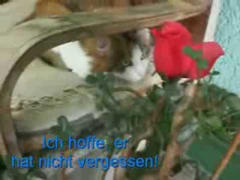 My speaking cats Nikki + Kathi: Rocky landing with cat-airlines (deutsche Untertitel)