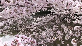 preview picture of video '京都・山科 桜の頃 勧修寺 Kajū-ji Temple with cherry blossoms, Kyoto(2013-04)'
