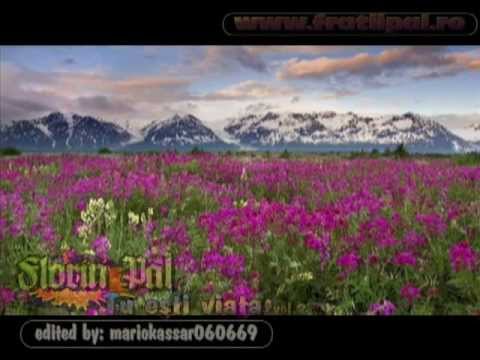 FLORIN PAL - Tu esti viata