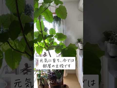 aménagement jardin paysager -autour-piscine-contemporaine-haie-vive-arbres-fleurs-pots