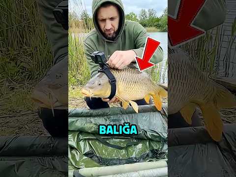 Bir BALIĞA KAMERA TAKARSANIZ NE OLUR #shorts #bilgi