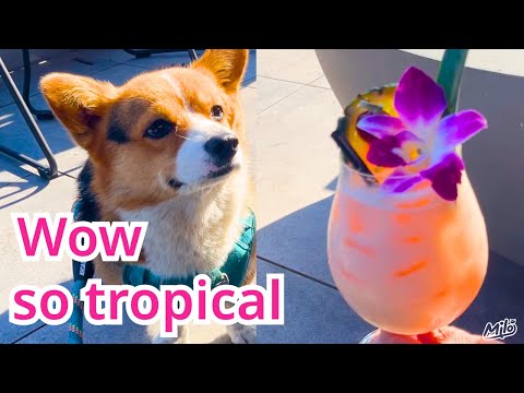 Milo's San Diego Hotel Tour! American Cuisine and Ramen