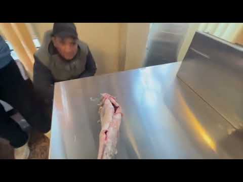 Fish cleaning and gutting machine, 1.5 hp