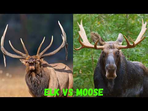 Elk vs Moose: Differences You Need to Know! | Wildlife Comparison Guide