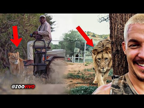 7 Scary Lion Encounters With Humans