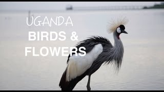 Ode to Nature: Birds and Plants Uganda Part 2
