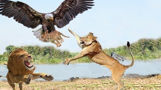 Eagle vs Lion Real Fight  Eagle Attack Lions Mothe