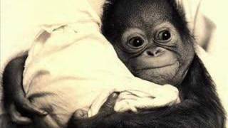 Santa Maria Da Feira - Devendra Banhart