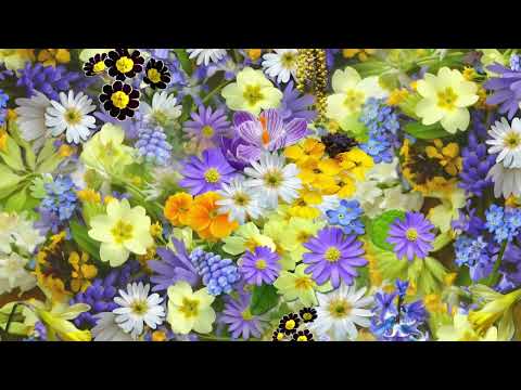 Toni Malis - "Flower's Tango" - Instrumental