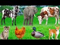 Cute Animal Sounds Kitten Chick Dog Pig Sheep Rabbit Elephant Horse Monkey Animal Video