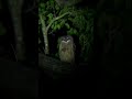Owl Horror Sound