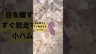 目を離すとすぐママハムから脱走しちゃう子供ハムちゃん。。。