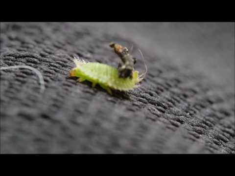 Tortoise Beetle Larva Very Ugly