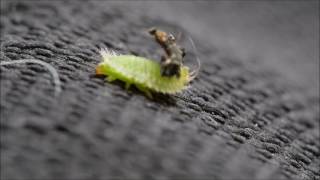 Tortoise beetle larva.  Very Ugly