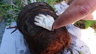 Repotting Huge Ficus Plants - Leanne&#39;s Garden Projects #11