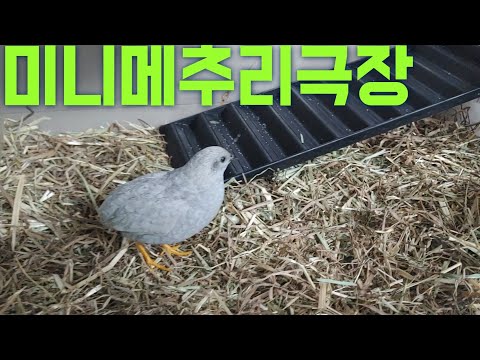 , title : '미니 메추리 키우기 ♡메추리 시트콤 메출벨벳♡ 데뷔무대 의상은 과연 !?'