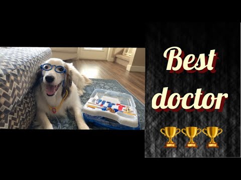 Best dog doctor you will never have smart and intelligent