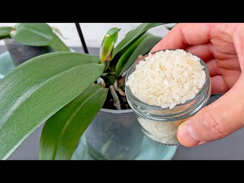 Behöver lite ris! Och svaga orkidéer växer sig starkare och blommar året runt!