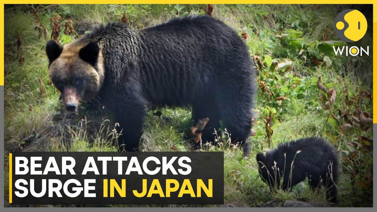 At Least 12 Fatalities Caused By Bear Attacks In Japan This Year | WION
