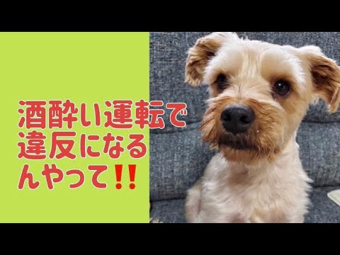 ワンワンU・x・Uお悩み相談室1️⃣6️⃣〜坂井市「コタロウくん」🐶#自転車乗ったらお酒は禁止🍺❌