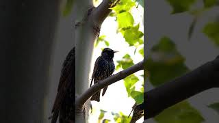 Download lagu Suara Burung Jalak Eropa — Dengarkan Nyanyian Burung Jalak Liar Ini! #suaraburung #satwa liar #asmr mp3