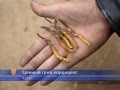 Китайский гриб Кордицепс стоит дороже золота. Ярсагумба 