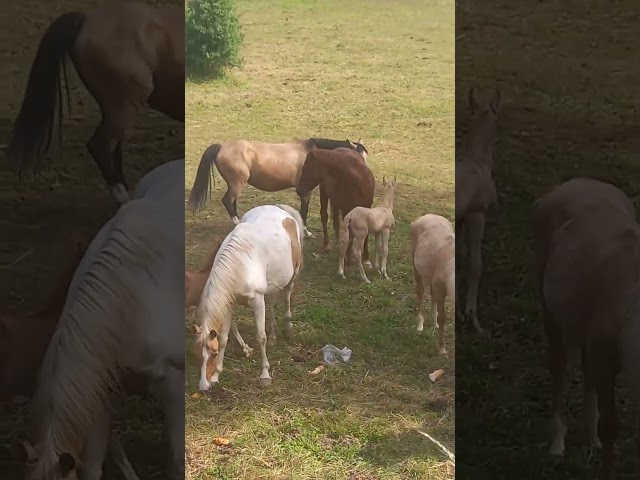 2 &eacute;talons PALOMINO  et ARABE 