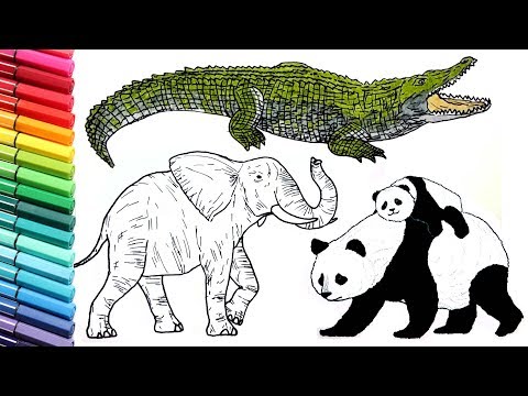 Drawing and Coloring Wild Animals - Color Pages Collection for Childrens - How to Draw Animals