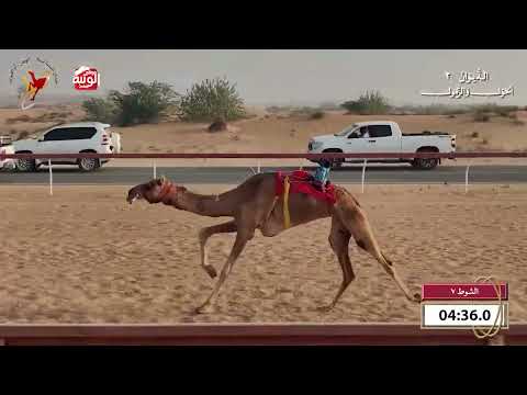  ش 7 (مطره) لـ عبدالله نايع الشاوي الغفلي 9:50 , شارة الديوان 2 2026/10/18 اللبسه حول زمول  