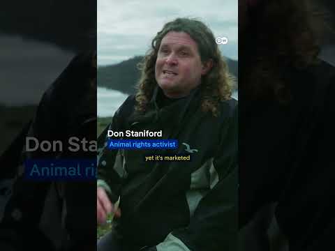 The Dark Side Of Salmon Farms | Dw Documentary