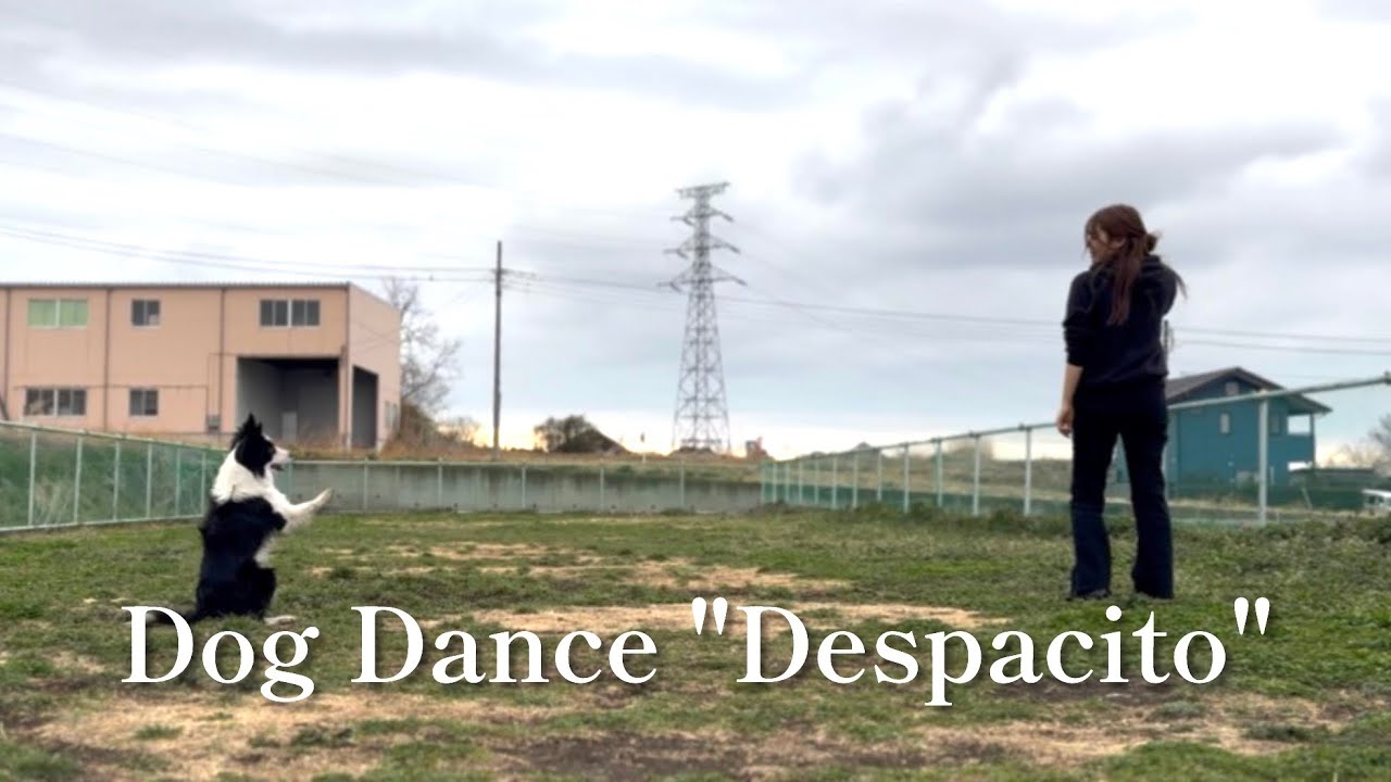 Dog Dance 2year old Border collie【Despacito】