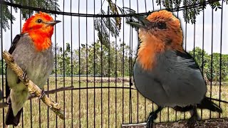 Download lagu BURUNG KEMADE GACOR / CIT KERES SUARA JERNIH UNTUK PANCINGAN dan MASTERAN mp3 Download lagu BURUNG KEMADE GACOR / CIT KERES SUARA JERNIH UNTUK PANCINGAN dan MASTERAN mp3