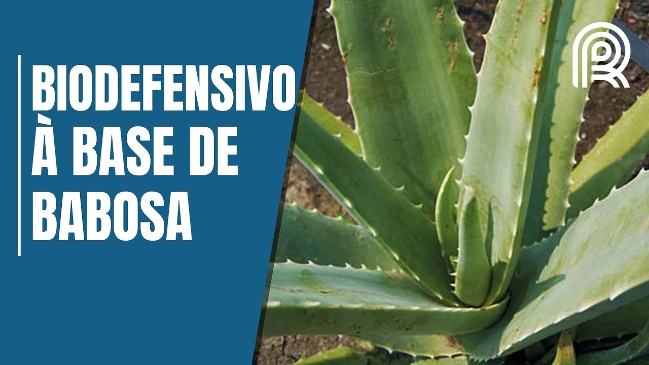 Inovação: produtor de São Paulo desenvolve biodefensivo à base de babosa